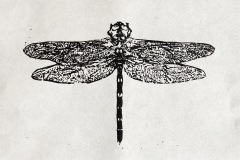 003. Dragonfly
