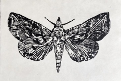 004. Vampire Moth